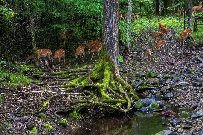 Framed Print : Sika deer (Cervus nippon) herd feeding beside pool in forest, Land of the Leopard National Park, Russian Far East. Taken with remote camera. August Framed Print : Sika deer (Cervus nippon) herd feeding beside pool in forest, Land of the Leopard National Park, Russian Far East. Taken with remote camera. August
