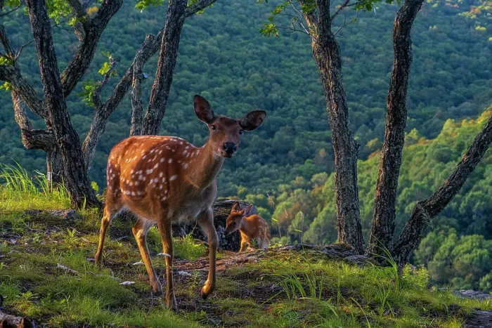 Framed Print : Sika deer (Cervus nippon) mother walking along hilltop as fawn climbs slope between rocks and trees, with mountain forest behind, Land of the Leopard National Park, Russian Far East. Taken with remote camera. September