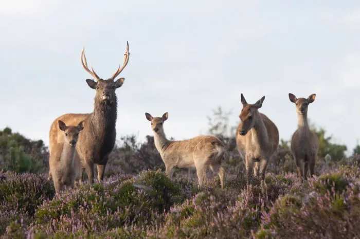 Framed Print : Sika deer (Cervus nippon), stag, hind and young, amongst flowering heather, Arne RSPB reserve Framed Print : Sika deer (Cervus nippon), stag, hind and young, amongst flowering heather, Arne RSPB reserve