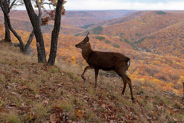 Sika deer (Cervus nippon) stag walking on mountain slope at the edge of woodland, with forested mountains in the background, Land of the Leopard National Park, Russian Far East. Taken with remote camera. October