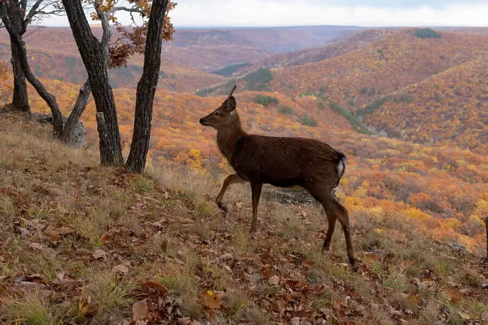 Framed Print : Sika deer (Cervus nippon) stag walking on mountain slope at the edge of woodland, with forested mountains in the background, Land of the Leopard National Park, Russian Far East. Taken with remote camera. October Framed Print : Sika deer (Cervus nippon) stag walking on mountain slope at the edge of woodland, with forested mountains in the background, Land of the Leopard National Park, Russian Far East. Taken with remote camera. October