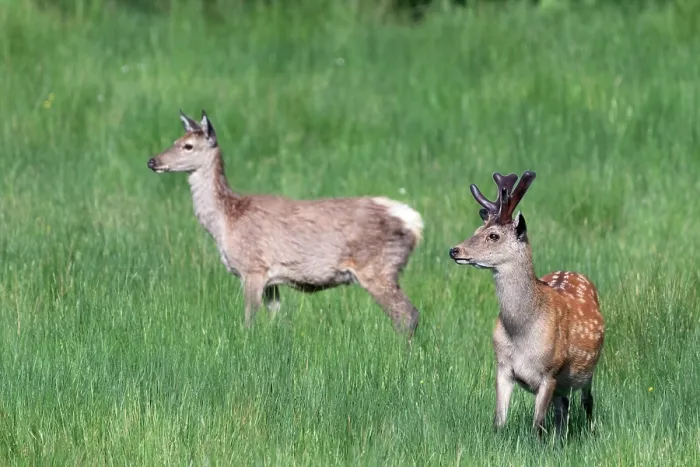 Framed Print : Two Sika deer (Cervus nippon) standing in grassland, Knapdale Forest, Argyll and Bute, Scotland, UK. June Framed Print : Two Sika deer (Cervus nippon) standing in grassland, Knapdale Forest, Argyll and Bute, Scotland, UK. June