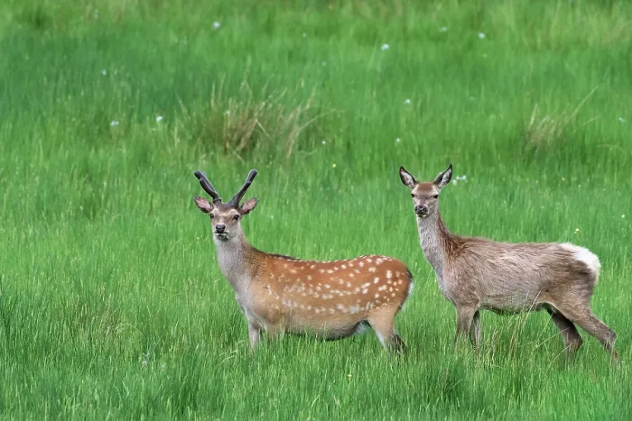 Framed Print : Two Sika deer (Cervus nippon) standing in grassland, Knapdale Forest, Argyll and Bute, Scotland, UK. June Framed Print : Two Sika deer (Cervus nippon) standing in grassland, Knapdale Forest, Argyll and Bute, Scotland, UK. June