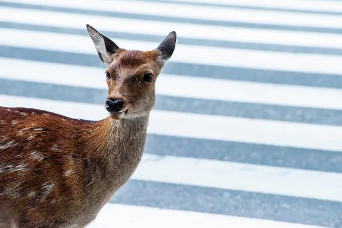 Framed Print : Sika deer (Cervus nippon) standing at pedestrian crossing, Nara City, Honshu, Japan