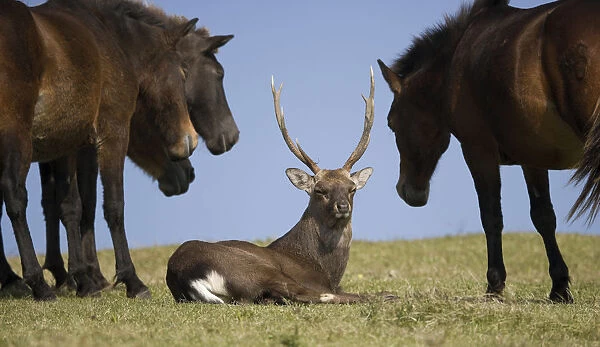 A Sika deer stag rests among a band of wild Misaki-uma horses (Equus ferus caballus)