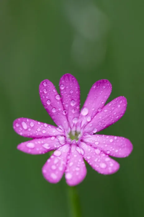 Framed Print : (Silene cretica) flower covered in raindrops, Crete, Greece, April 2009 Framed Print : (Silene cretica) flower covered in raindrops, Crete, Greece, April 2009
