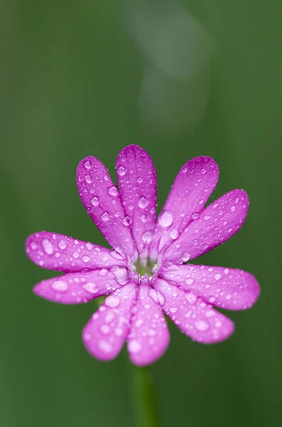 (Silene cretica) flower covered in raindrops, Crete, Greece, April 2009