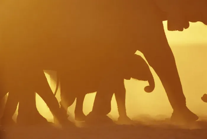Framed Print : Silhouette of African elephants at sunset {Loxodonta africana} Kenya