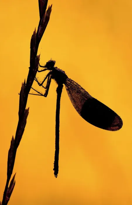 Framed Print : Silhouette of Banded demoiselle {Calopteryx splendens} resting on grass head, Tamar Lake, Cornwall Framed Print : Silhouette of Banded demoiselle {Calopteryx splendens} resting on grass head, Tamar Lake, Cornwall