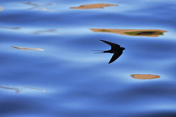 Silhouette of Barn Swallow (Hirundo rustica) flying over water, hawking for insects, Berwickshire, Scotland, UK, July