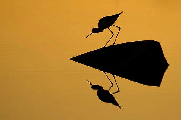 Silhouette of Black-winged stilt (Himantopus himantopus) standing on exposed rock over water, with reflections, Lesbos, Greece