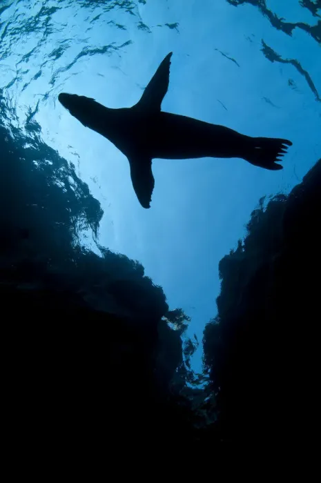 Framed Print : A silhouette of a California sealion pup (Zalophus californianus) next to cliffs