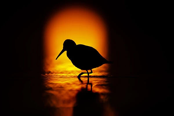 Silhouette of Dunlin (Calidris alpina) foraging in shallow waters in front of the rising sun, Gulf of Gdansk, Poland. September