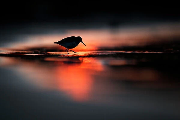 Silhouette of Dunlin (Calidris alpina) in the last rays of setting sun, in coastal waters, Poland. Vogelwarte Photo Competition 2022 - Emotion category - Finalist
