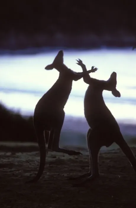 Framed Print : Silhouette of Eastern Grey Kangaroo {Macropus giganteus} males boxing, New South Wales Framed Print : Silhouette of Eastern Grey Kangaroo {Macropus giganteus} males boxing, New South Wales