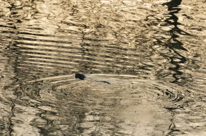 Framed Print : Silhouette of European river otter (Lutra lutra) swimming in the River Tweed at dusk Framed Print : Silhouette of European river otter (Lutra lutra) swimming in the River Tweed at dusk