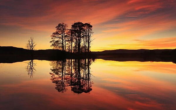 Silhouette of island of Scots pine trees (Pinus sylvestris) reflected in loch at sunset