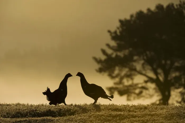 Framed Print : Silhouette of two male Black grouse (Tetrao tetrix) displaying at lek at dawn, Cairngorms NP Framed Print : Silhouette of two male Black grouse (Tetrao tetrix) displaying at lek at dawn, Cairngorms NP