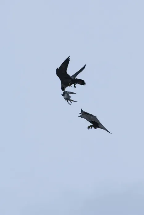 Framed Print : Silhouette of Peregrine falcon (Falco peregrinus) in flight, male passing pigeon Framed Print : Silhouette of Peregrine falcon (Falco peregrinus) in flight, male passing pigeon
