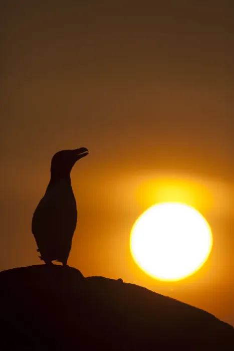 Framed Print : Silhouette of Razorbill (Alca torda) against sunset. June 2010