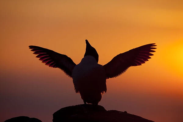 Silhouette of Razorbill (Alca torda) against sunset, flapping wings. June 2010. Photographer quote: A cacophonous seabird colony on a summers evening is just spell-binding