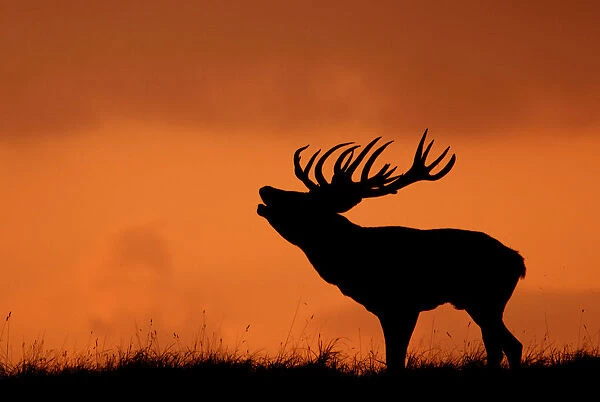 Silhouette of Red deer (Cervus elaphus) stag calling at sunset, Dyrehaven, Denmark