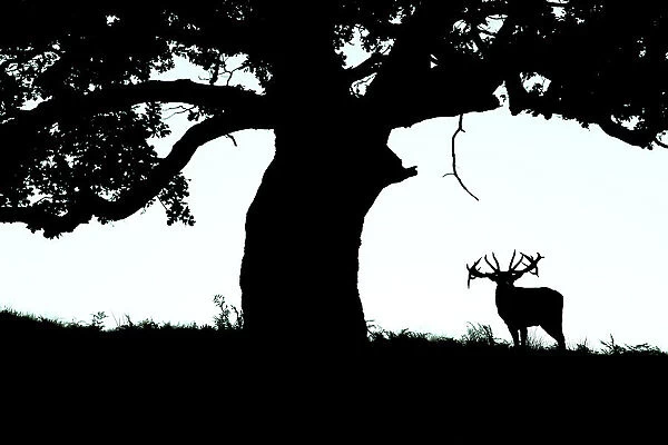 Silhouette of Red deer (Cervus elaphus) stag standing under a tree, Bradgate Park, Leicestershire, UK. October