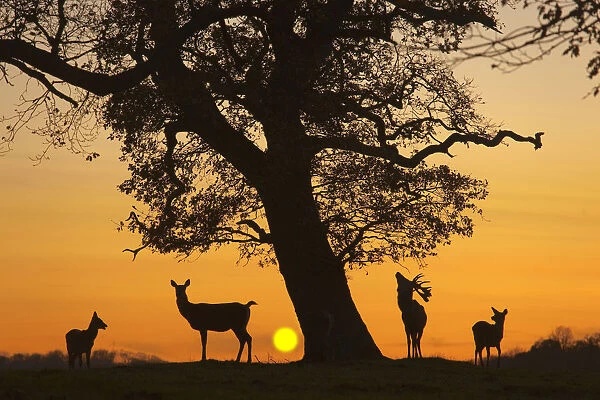 Silhouette of Red deer (Cervus elaphus) stag, hind and fawns at sunset, Norfolk, UK