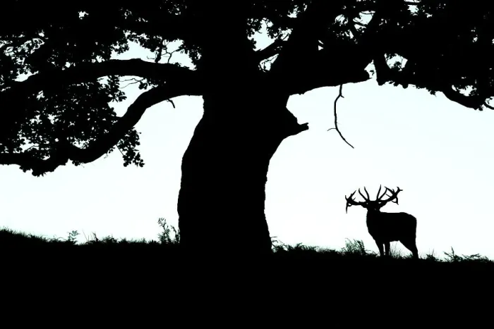 Framed Print : Silhouette of Red deer (Cervus elaphus) stag standing under a tree, Bradgate Park, Leicestershire, UK. October Framed Print : Silhouette of Red deer (Cervus elaphus) stag standing under a tree, Bradgate Park, Leicestershire, UK. October