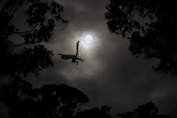Framed Print : Silhouette of Red-fronted brown lemur (Eulemur rufus) leaping across gap in trees by moonlight Framed Print : Silhouette of Red-fronted brown lemur (Eulemur rufus) leaping across gap in trees by moonlight