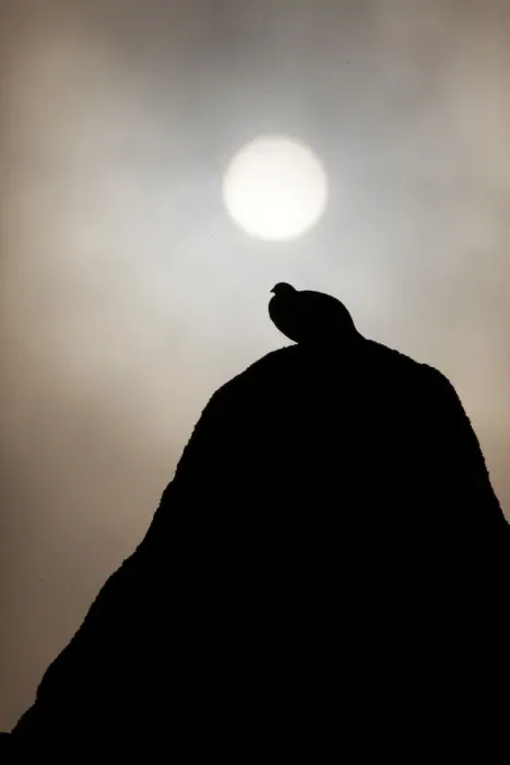 Framed Print : Silhouette of Rock ptarmigan (Lagopus mutus) perched on rock against winter sun, Cairngorms NP Framed Print : Silhouette of Rock ptarmigan (Lagopus mutus) perched on rock against winter sun, Cairngorms NP