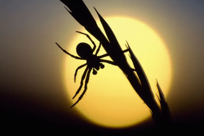 Framed Print : Silhouette of spider at sunset, Berwickshire, Scotland, August Framed Print : Silhouette of spider at sunset, Berwickshire, Scotland, August