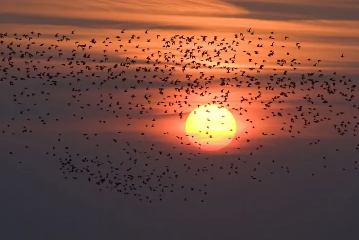 Framed Print : Silhouette of waders flying to roost at sunset, Snettisham RSPB reserve, The Wash Framed Print : Silhouette of waders flying to roost at sunset, Snettisham RSPB reserve, The Wash