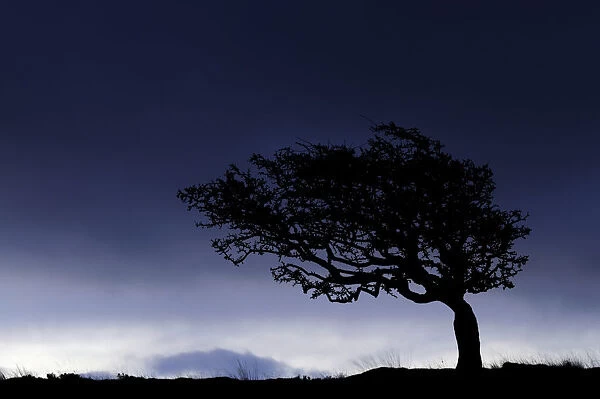 Silhouette of weathered, windswept hawthorn tree on stormy morning sky, Near Lynton, Devon, UK