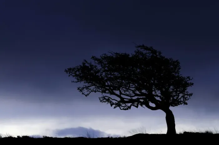 Framed Print : Silhouette of weathered, windswept hawthorn tree on stormy morning sky, Near Lynton, Devon, UK Framed Print : Silhouette of weathered, windswept hawthorn tree on stormy morning sky, Near Lynton, Devon, UK
