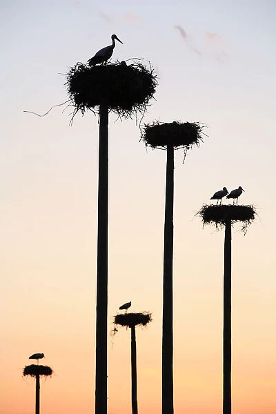 Silhouette of White storks {ciconia ciconia} nesting on purpose-built poles, Malpartida de Caceres