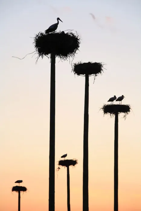 Framed Print : Silhouette of White storks {ciconia ciconia} nesting on purpose-built poles, Malpartida de Caceres