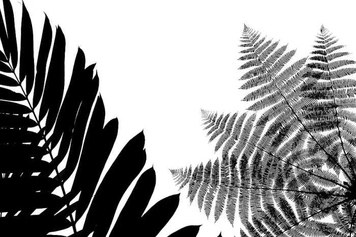 Framed Print : Silhouetted ferns in cloud-forest, Mashpi, Pichincha, Ecuador Framed Print : Silhouetted ferns in cloud-forest, Mashpi, Pichincha, Ecuador