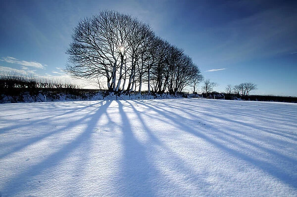Silhouetted trees and long blue shadows falling on fresh snow, near Bradworthy, north Devon, UK. February 2009