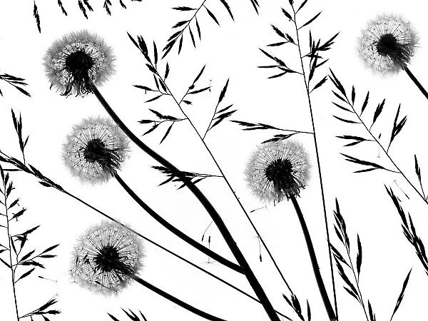 Silhouettes of Dandelion (Taraxacum officinale) seed heads and grasses, England, UK