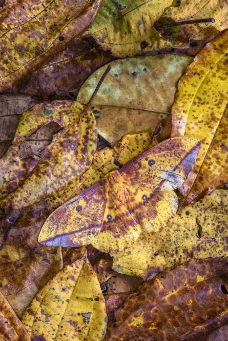 Framed Print : Silk moth (Copaxa sp) camouflaged against leaf litter on rainforest floor Framed Print : Silk moth (Copaxa sp) camouflaged against leaf litter on rainforest floor