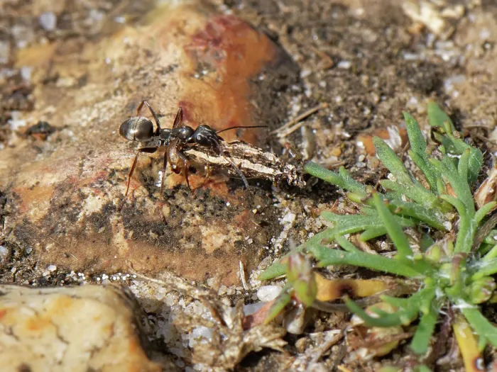 Framed Print : Silky ant (Formica fusca) worker dragging caterpillar prey to its nest in sandy heathland, Dorset, England, UK. August Framed Print : Silky ant (Formica fusca) worker dragging caterpillar prey to its nest in sandy heathland, Dorset, England, UK. August