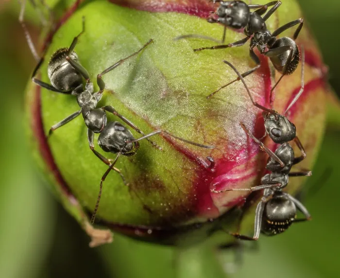 Framed Print : Silky field ants (Formica subsericea) on flower bud, Pennsylvania, USA. April Framed Print : Silky field ants (Formica subsericea) on flower bud, Pennsylvania, USA. April