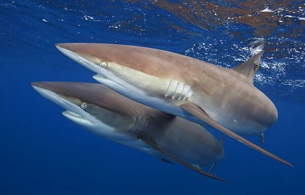 Silky shark (Carcharhinus falciformis) two swimming together, Jardines de la Reina