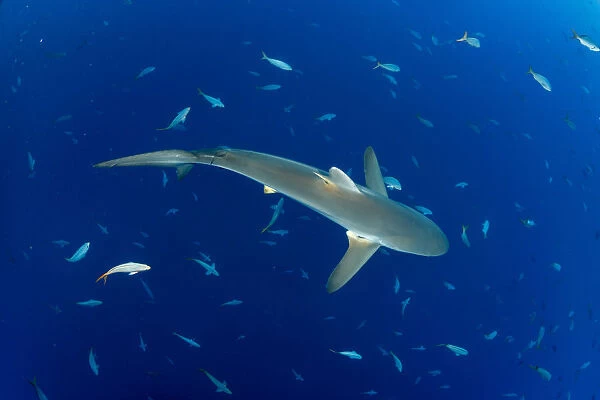 Silky shark (Carcharhinus falciformis) San Benedicto Island, Revillagigedo Archipelago