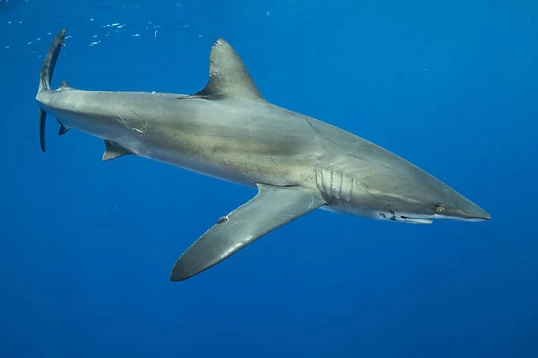 Silky shark (Carcharhinus falciformis). Cocos Island National Park, Costa Rica