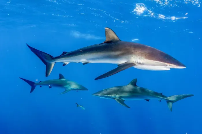 Framed Print : Silky shark (Carcharhinus falciformis), three in Caribbean Sea off Gardens of Framed Print : Silky shark (Carcharhinus falciformis), three in Caribbean Sea off Gardens of