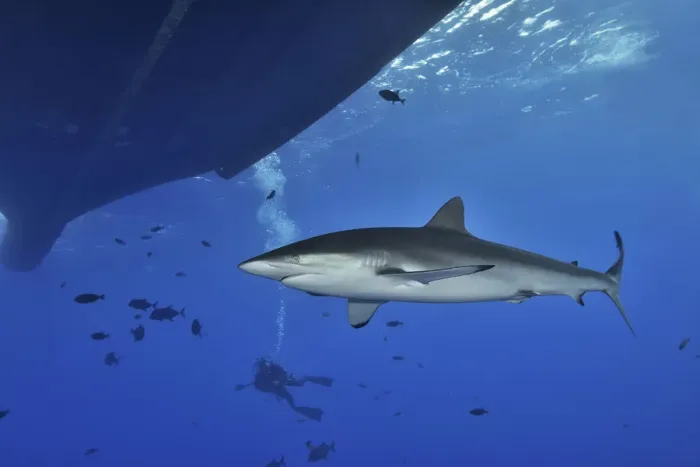 Framed Print : Silky shark (Carcharhinus falciformis) close to the surface