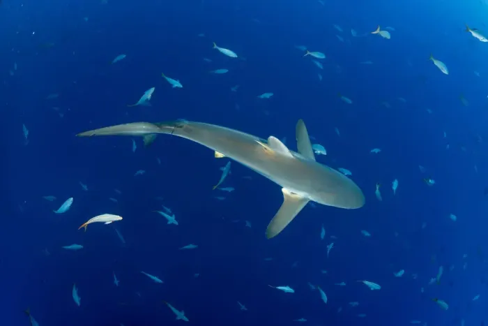 Framed Print : Silky shark (Carcharhinus falciformis) San Benedicto Island, Revillagigedo Archipelago