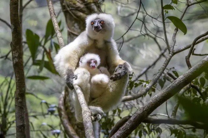 Framed Print : Silky sifaka (Propithecus candidus), female with baby sitting in rainforest understorey Framed Print : Silky sifaka (Propithecus candidus), female with baby sitting in rainforest understorey